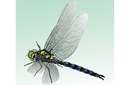 Schablonen für Schmetterlinge zeichnen - Flugfähige Libelle