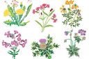 Schablonen für Blumen zeichnen - Wildblumen 1
