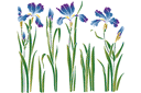Schablonen für Blumen zeichnen - Blumenbeet der Schwertlilien