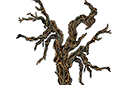 Schablonen für Bäume zeichnen - Gespaltener Baum