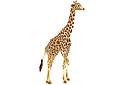 Tiere zeichnen Schablonen - Erwachsene Giraffe