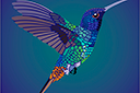 Tiere zeichnen Schablonen - Ein Kolibri beim Flug