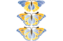Schablonen für Schmetterlinge zeichnen - Große Schmetterlinge 2