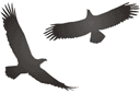 Tiere zeichnen Schablonen - Zwei Adler