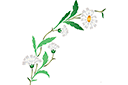 Schablonen für Blumen zeichnen - Wilde Gänseblümchen - Bogen