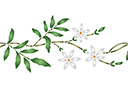 Schablonen für Blumen zeichnen - Bordürenmotiv aus Jasmin