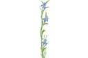 Schablonen für Blumen zeichnen - Große Schwertlilie