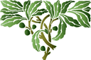 Schablonen für Gartenpflanzen zeichnen - Motiv mit Olivenzweig und Blätter
