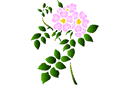 Schablonen für Blumen zeichnen - Heckenrosen 68