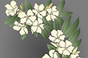 Schablonen für Blumen zeichnen - Großer Rhododendron