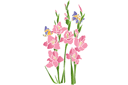 Schablonen für Blumen zeichnen - Gladiolen und Schmetterlinge