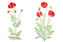 Schablonen für Blumen zeichnen - Paar frische Mohn 