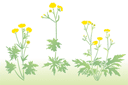 Schablonen für Blumen zeichnen - Satz der drei Schablonen mit Butterblumen