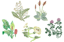 Schablonen für Blumen zeichnen - Wildblumen 2