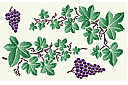 Schablonen für die Frucht Malen - Weintrauben und Blätter