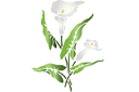Schablonen für Blumen zeichnen - Große Drachenwurz A