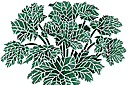Schablonen für Gartenpflanzen zeichnen - Mammutblatt 2