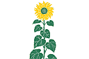 Schablonen für Gartenpflanzen zeichnen - Sonnenblume