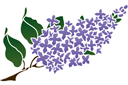 Schablonen für Gartenpflanzen zeichnen - Zweig eines Fliederbusch