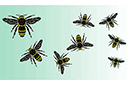 Tiere zeichnen Schablonen - Bienenschwarm