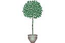 Schablonen für Bäume zeichnen - Lorbeerbaum 2