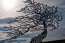Schablonen für Bäume zeichnen - Herbstbaum im Wind