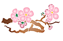 Schablonen für Blumen zeichnen - Japanische Zierkirsche Blüten am Zweig 08a