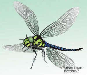 Große Libelle (Schablonen für Schmetterlinge zeichnen)