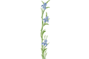 Große Schwertlilie - schablonen für blumen zeichnen Große Schwertlilie - schablonen für blumen zeichnen