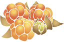 Moltebeere - schablonen für die frucht malen