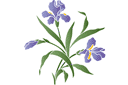 Busch der Schwertlilien - schablonen für blumen zeichnen Busch der Schwertlilien - schablonen für blumen zeichnen