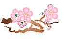 Japanische Zierkirsche Blüten am Zweig 08a - schablonen für blumen zeichnen Japanische Zierkirsche Blüten am Zweig 08a - schablonen für blumen zeichnen